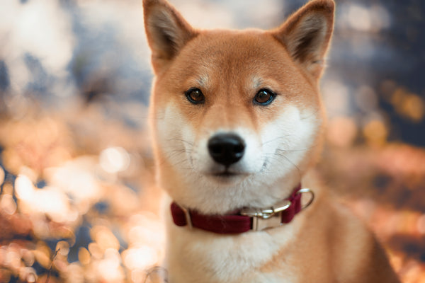 "Burgundy Uni" Halsband für Hunde