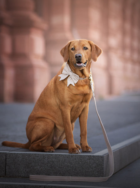 "Sand Uni" Halsband für Hunde