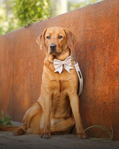 "Sand Uni" Halsband für Hunde