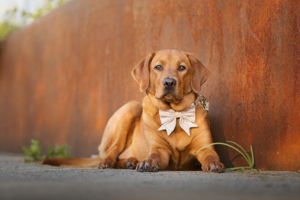 "Sand Uni" Schleife für Hundehalsbänder