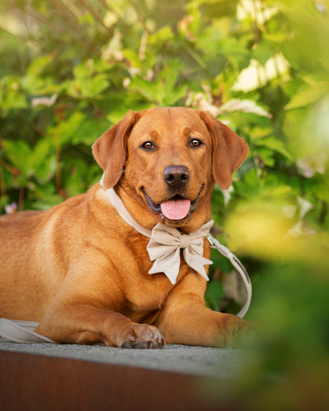 "Sand Uni" Halsband für Hunde