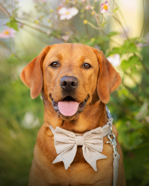 "Sand Uni" Schleife für Hundehalsbänder