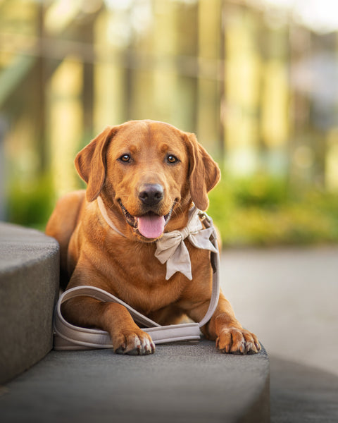 "Sand Uni" Hundeleine