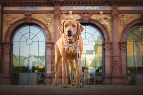 "Sand Uni" Halsband für Hunde