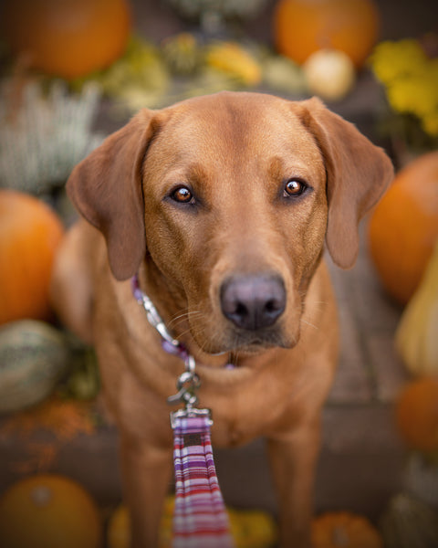 "Mellow Manchester" collar for dogs