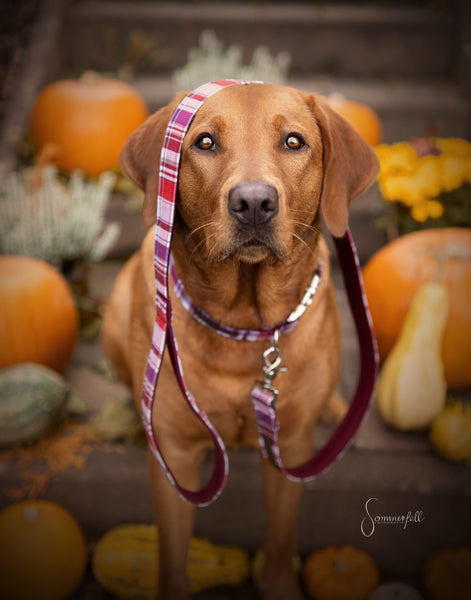 "Mellow Manchester" collar for dogs