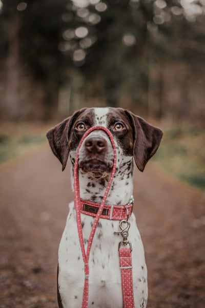 "Coral Polkadot" Halsband für Hunde
