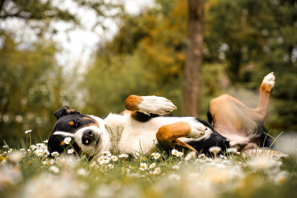 "Olive Polkadot" Fliege für Hundehalsbänder