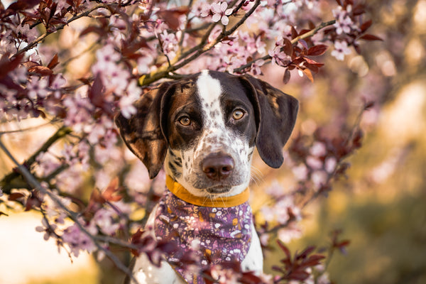 Hund trägt Halstuch mit lila Boho Blumen