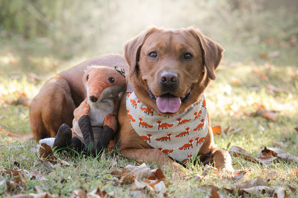 Hund trägt Halstuch mit Füchsen