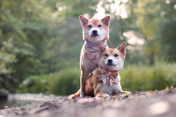 Hunde mit Halstüchern und Schleife. Fuchsmotiv