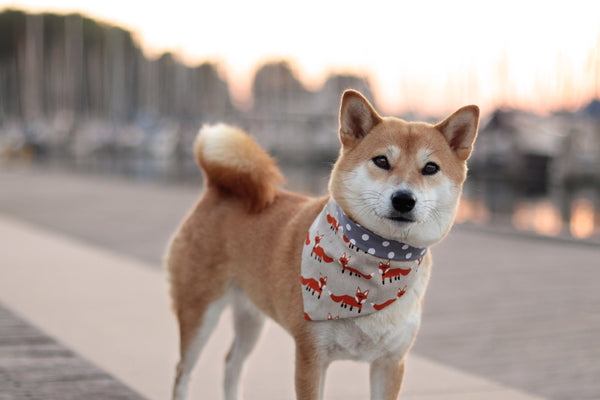 Hund trägt Halstuch mit Fuchs