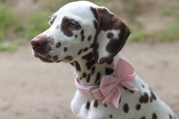 "Blush Pink Uni" Schleife für Hundehalsbänder