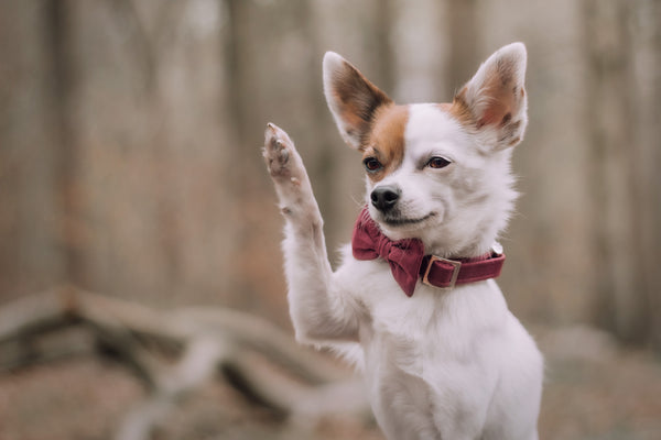 "Burgundy Uni" Halsband für Hunde
