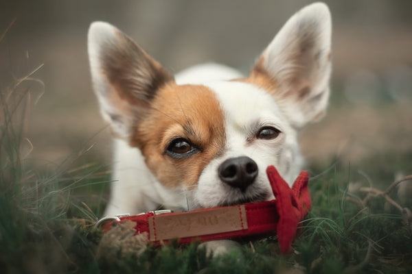"Burgundy Uni" Fliege für Hundehalsbänder