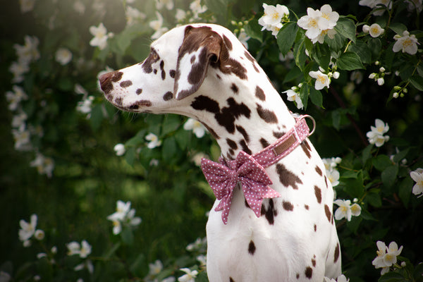 "Mauve Polkadot" Schleife für Hundehalsbänder