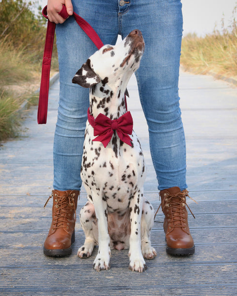"Burgundy Uni" Schleife für Hundehalsbänder