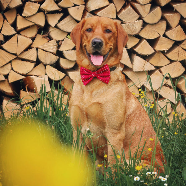 "Burgundy Polkadot" Fliege für Hundehalsbänder