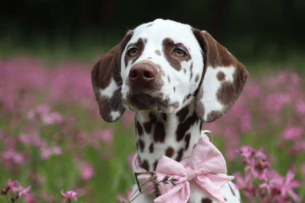 "Blush Pink Uni" Schleife für Hundehalsbänder