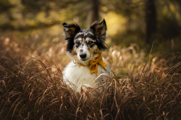 "Honey Uni" Schleife für Hundehalsbänder
