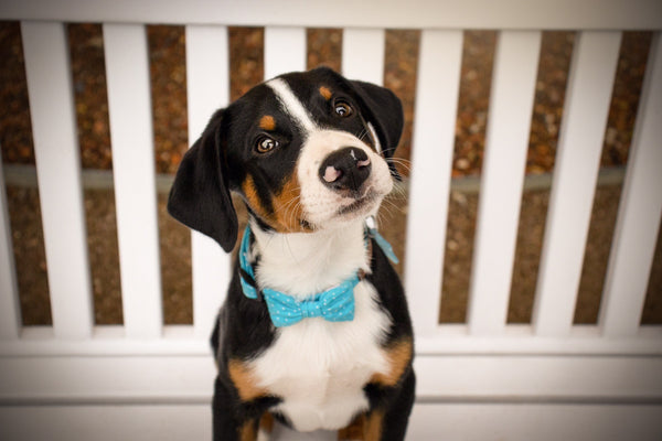 "Teal Polkadot" Halsband für Hunde