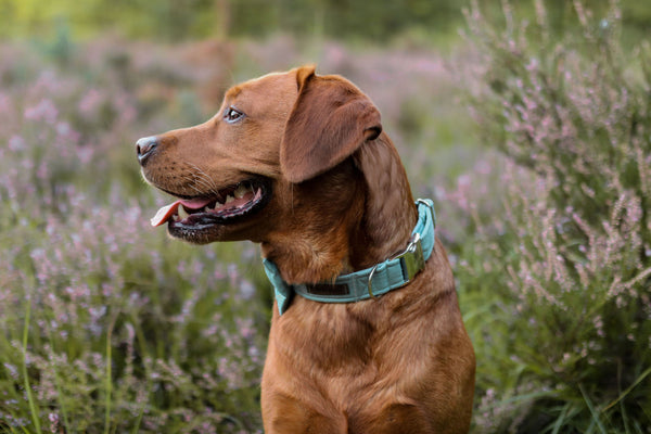 "Dusk Mint Uni" Halsband für Hunde