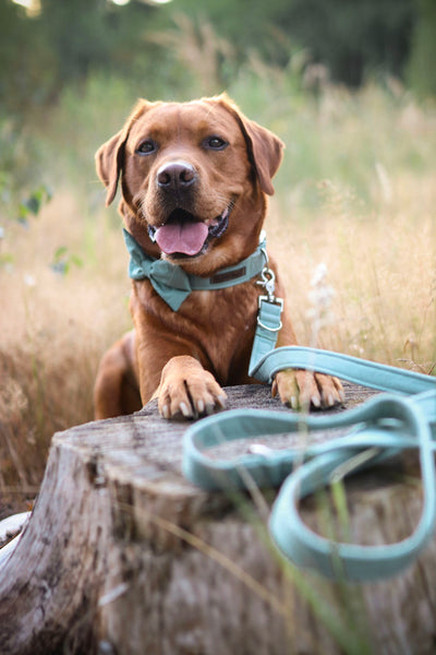 "Dusk Mint Uni" Halsband für Hunde