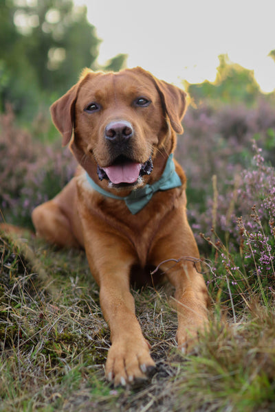 "Dusk Mint Uni" Fliege für Hundehalsbänder