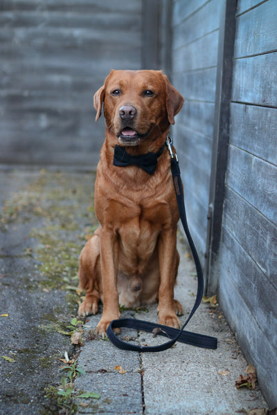 "Black Uni" Halsband für Hunde