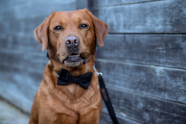 "Black Uni" Fliege für Hundehalsbänder