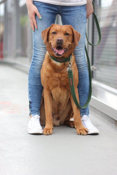 "Bottle Green Uni" Halsband für Hunde