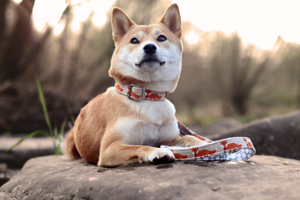 "Fox Festival" dog leash