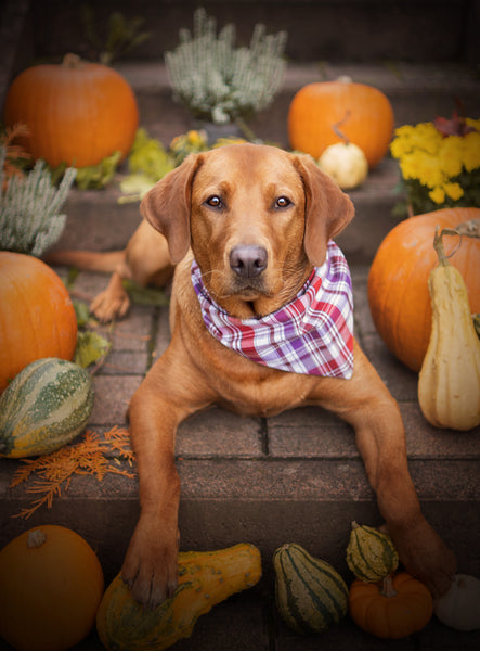 Hund mit Halstuch rot lila kariert
