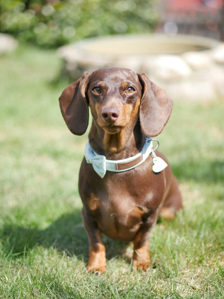 "Mint Polkadot" Halsband für Hunde
