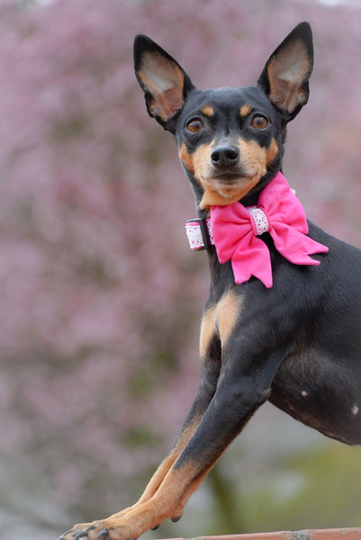 "Wedding Vibes" Hochzeits-Schleife für Hundehalsbänder (Farbauswahl)