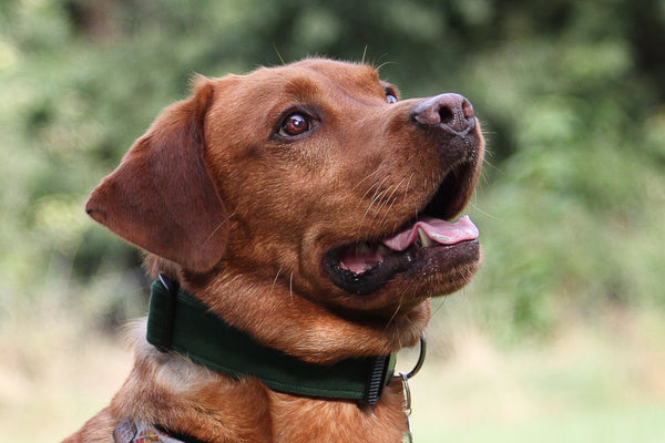 "Bottle Green Uni" Halsband für Hunde