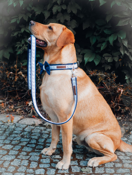 "Wedding Vibes" Hochzeits-Halsband für Hunde (Farbauswahl)
