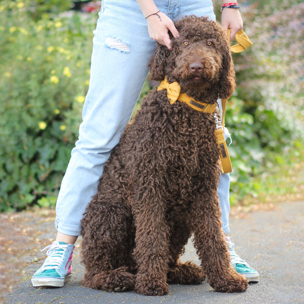 "Honey Uni" Hundeleine