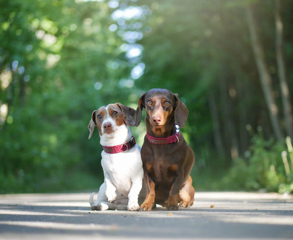 "Burgundy Polkadot" collar for dogs