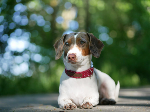 "Burgundy Polkadot" collar for dogs