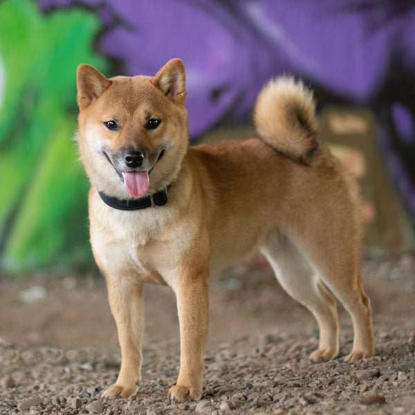 "Black Uni" Halsband für Hunde