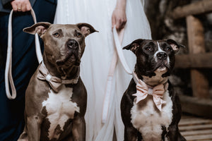 Hochzeitsoutfit für Hunde, Hochzeitsfoto mit Hunden 