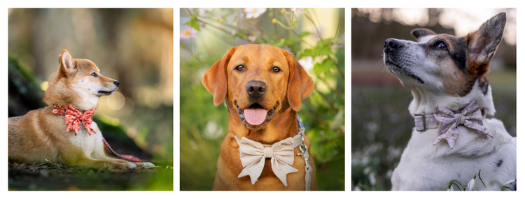 Schleifen für Hundehalsbänder - Mr. Fox Hundezubehör