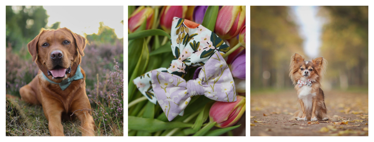 Fliegen für Hundehalsbänder - Mr. Fox Hundezubehör