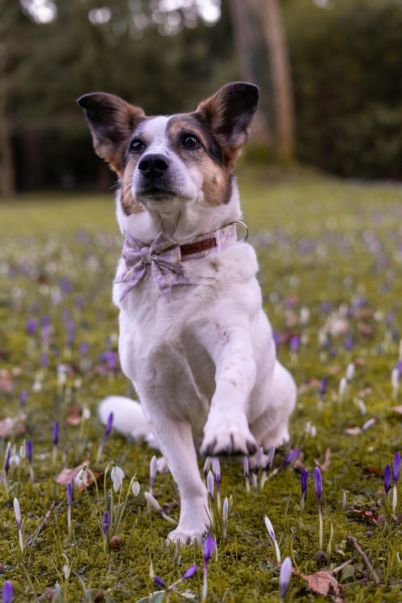 "Soft Spring" Schleife für Hundehalsbänder - Mr. Fox Hundezubehör