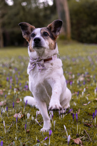 "Soft Spring" Halsband für Hunde