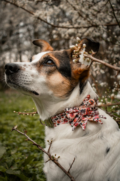 "Blooming Beauty" Schleife für Hundehalsbänder