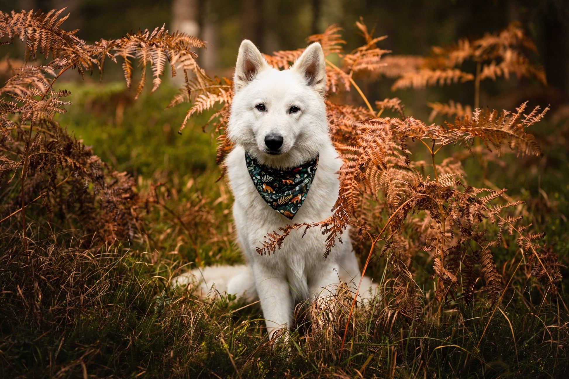 "Fantastic Fox" Hundehalstuch - Mr. Fox Hundezubehör