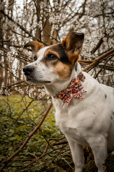 "Blooming Beauty" Schleife für Hundehalsbänder