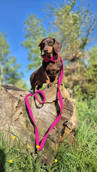 "Pink Polkadot" dog leash